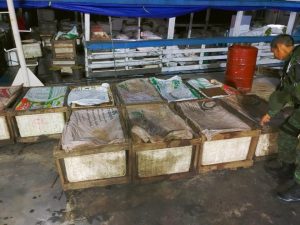 Pescado ilegal apreendido pelo Batalhão Ambiental Foto: Divulgação/ BPAmb/PMAM