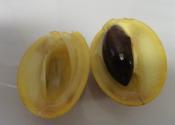 Camamuri Foto: Jaime Aguiar/Inpa