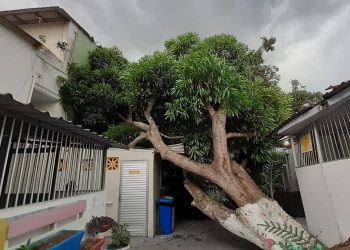 Foto: Divulgação/ Lar Batista Janell Doyle