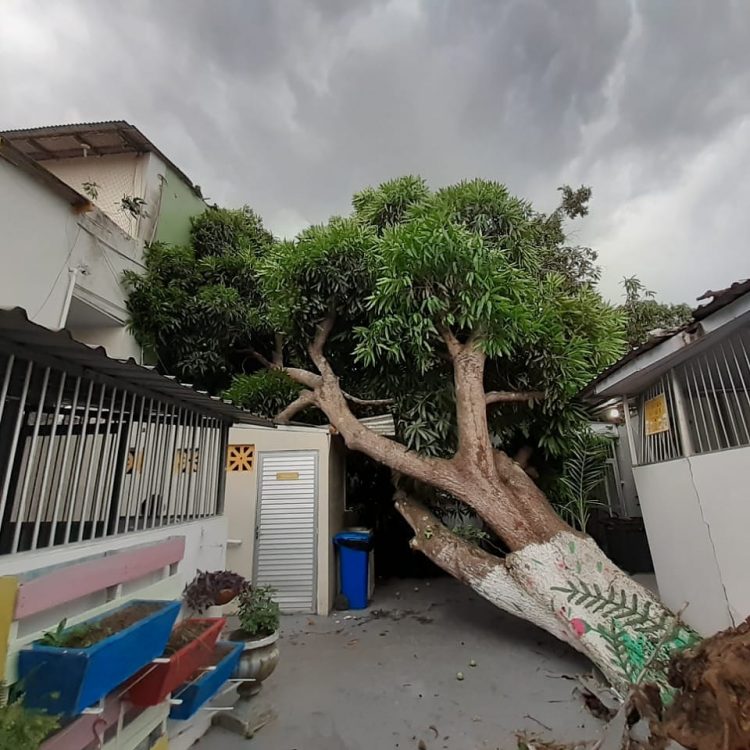 Foto: Divulgação/ Lar Batista Janell Doyle