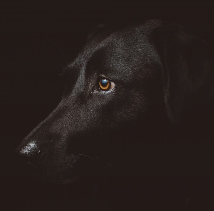 Cachorro Photo by freddie marriage on Unsplash