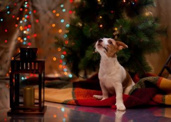 Pets e Natal Foto: Bigstock