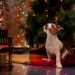 Pets e Natal Foto: Bigstock