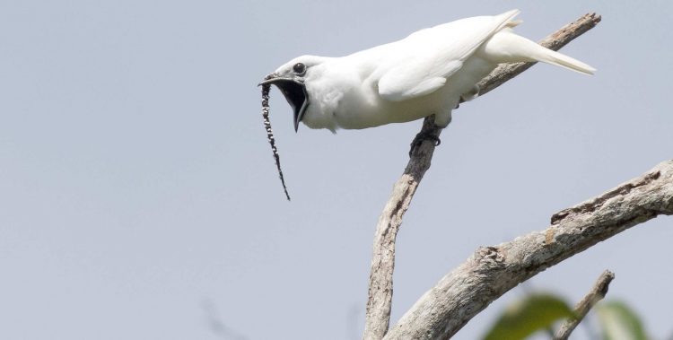 Fotos: Anselmo d’Affonseca