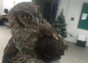 Coruja Foto: Divulgação/BPAMB