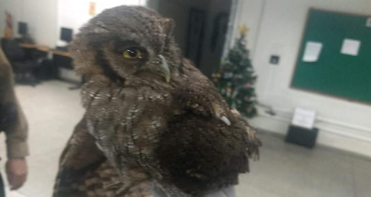 Coruja Foto: Divulgação/BPAMB