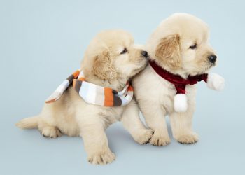 Cachorrinhos Foto: Freepik