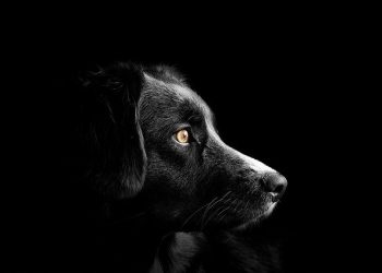 Cachorro Imagem de Randy Rodriguez por Pixabay