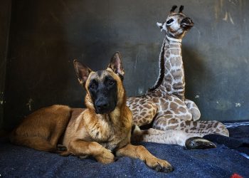 A girafa Jazz e o cão Hunter | Foto: AP (Associated Press)