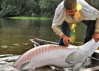 Pirarucu Foto: Reprodução Internet