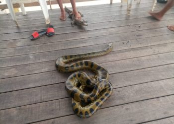 Ibama resgatou animais que estavam mantidos em cativeiro para fins turísticos — Foto: Divulgação/Ibama