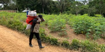 Agricultor Indigena carrega saca de açaí FOTOS: Divulgação/Sedecti