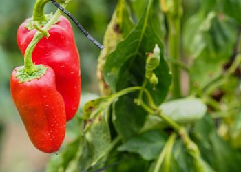 FOTOS: Ruth Jucá/ADS