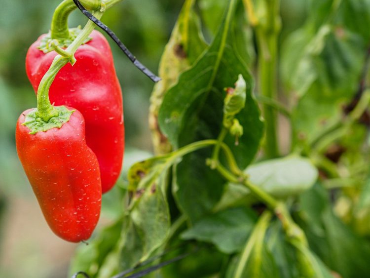 FOTOS: Ruth Jucá/ADS