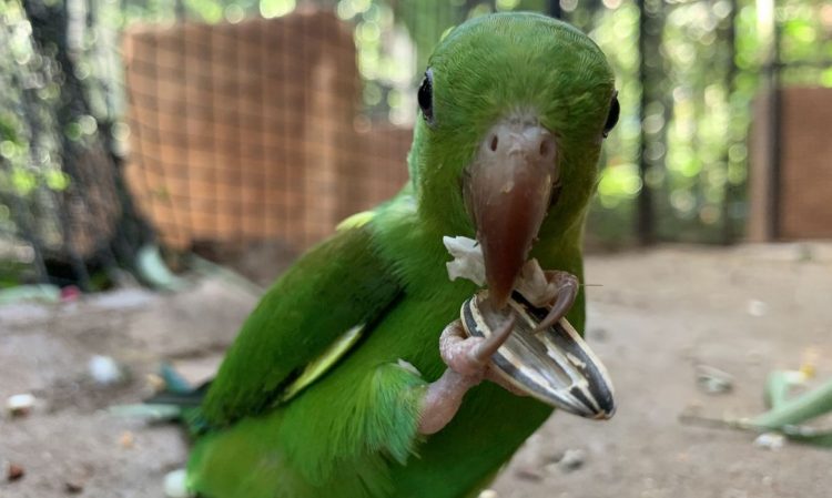 Maior viveiro da América Latina recebe quase 300 aves resgatadas. Foto: Divulgação