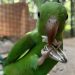Maior viveiro da América Latina recebe quase 300 aves resgatadas. Foto: Divulgação