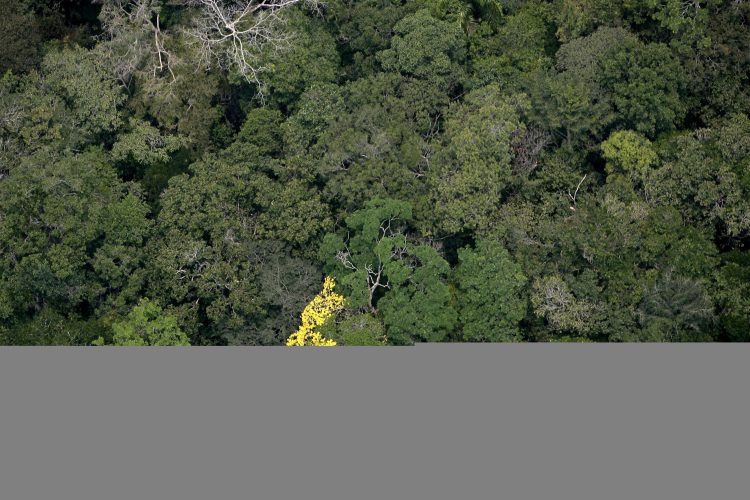 Amazônia Foto: Ricardo Oliviera