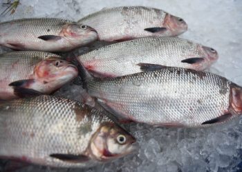 FOTOS: DIVULGAÇÃO/ADS