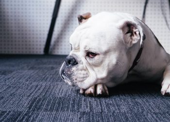 Buldog  Imagem de Free-Photos por Pixabay