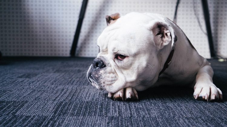 Buldog  Imagem de Free-Photos por Pixabay
