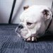 Buldog  Imagem de Free-Photos por Pixabay