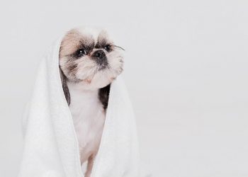 Reprodução / Freepik