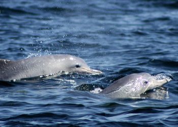 Reprodução / Agência Brasil