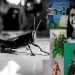Exposição