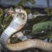 Cobra Naja