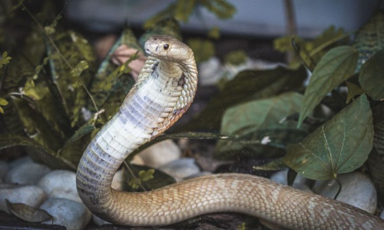 Cobra Naja