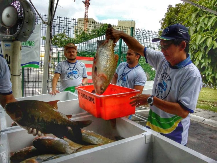 Peixe no Prato