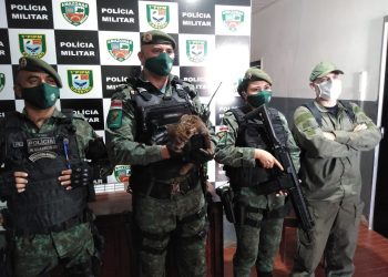 onça