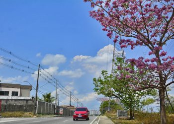 Floração de Ipês em vários locais da cidade.
Foto: Marcio James / Semcom