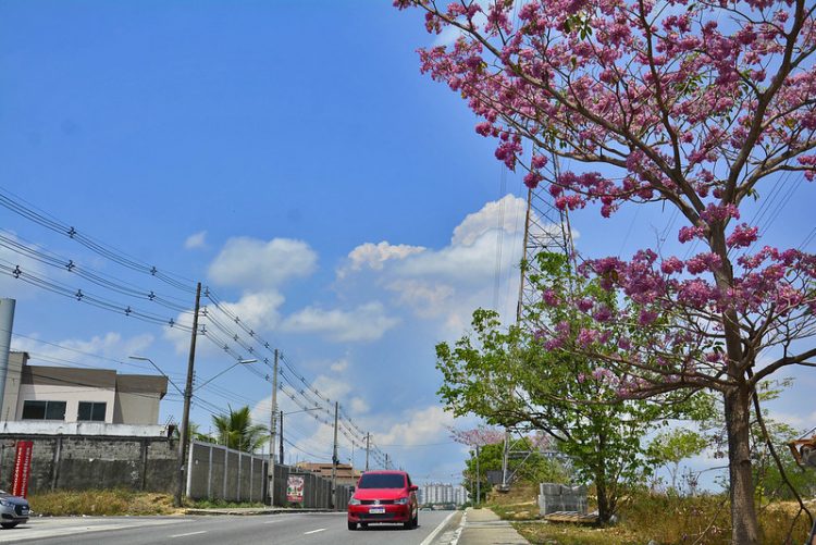 Floração de Ipês em vários locais da cidade.
Foto: Marcio James / Semcom