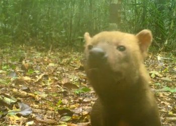 Fotos e vídeo: Dayse Ferreira / Inpa