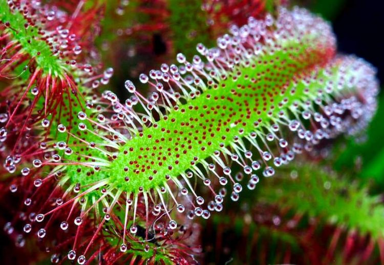 Mais da metade das espécies de plantas carnívoras corre risco de extinção. Além da perda do habitat para a agricultura, há um forte comércio ilegal que incentiva a coleta desenfreada de plantas silvestres. Foto: Divulgação