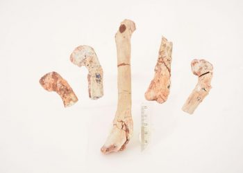 Fêmur do dinossauro - Crédito Geovane Souza