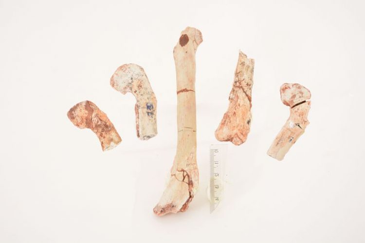 Fêmur do dinossauro - Crédito Geovane Souza