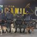 Canil