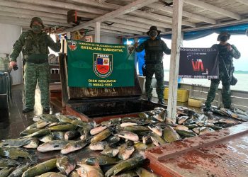 Em Manacapuru, Batalhão Ambiental apreende pescado ilegal e óleo diesel dentro de uma embarcação. Foto: Divulgação