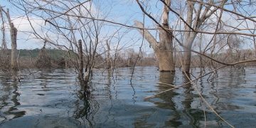 Foto: Camila Ribas/ Inpa