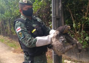 FOTOS: Divulgação/SSP-AM