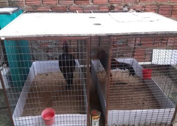 FOTO: Divulgação/PMAM