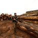 Madeira ilegal extraída da floresta amazônica em Porto Velho (RO), em maio de 2020.| Foto: Estevam/CComSEx/EB/Flickr Leia mais em: https://www.gazetadopovo.com.br/republica/bolsonaro-paises-compradores-madeira-ilegal-da-amazonia/ Copyright © 2020, Gazeta do Povo. Todos os direitos reservados.