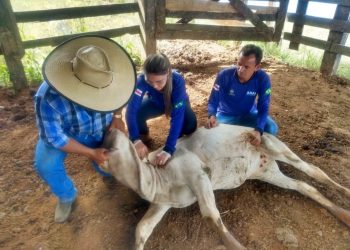 FOTOS: Divulgação/Adaf