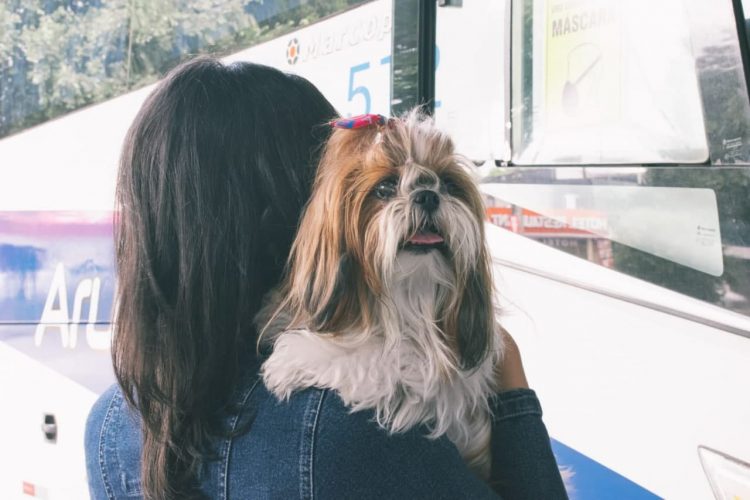 FOTOS: Divulgação/PMAM