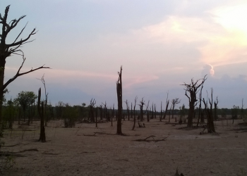 Árvores mortas por conta da barragem em Balbina. Fotos e imagem: Jochen Schöngart