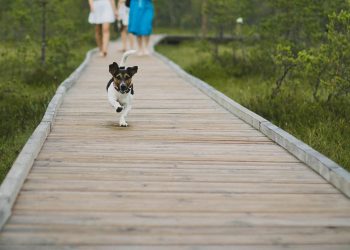 Passeio com pet. Foto- Pexel:Pixabay