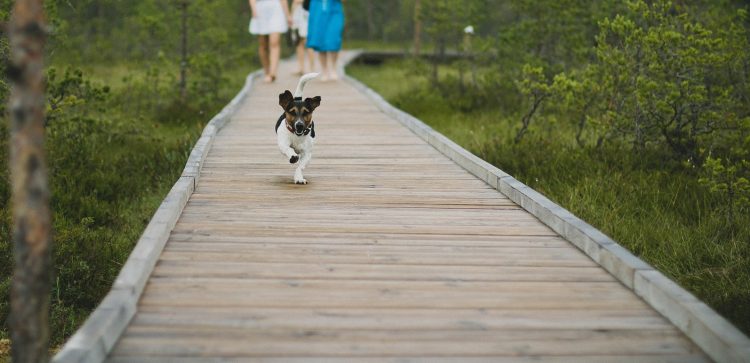 Passeio com pet. Foto- Pexel:Pixabay