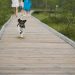 Passeio com pet. Foto- Pexel:Pixabay